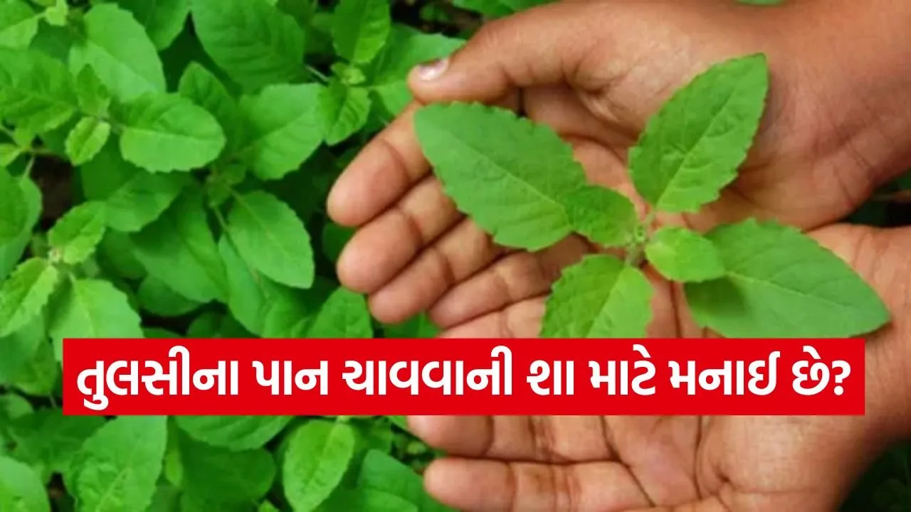 tulsi.jpg
