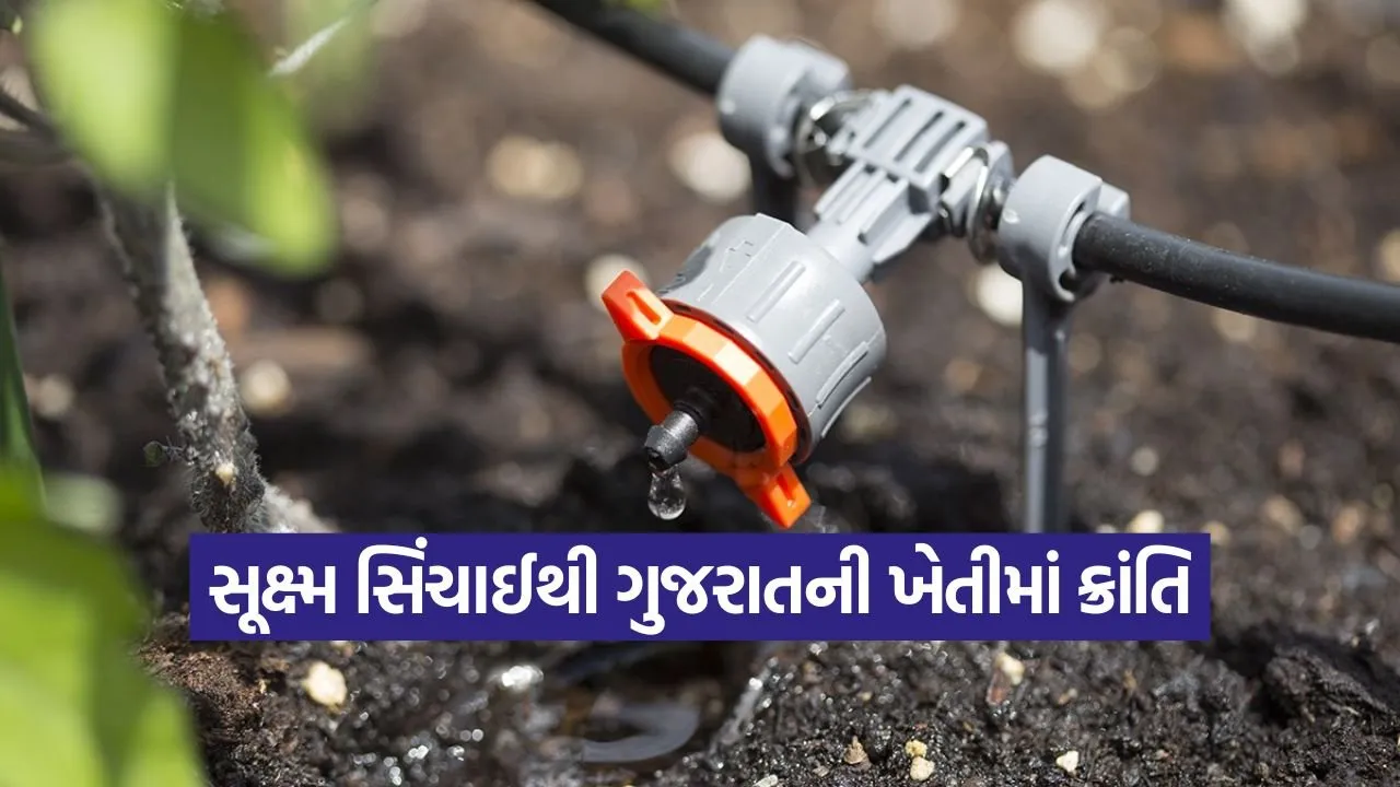 gujarat micro irrigation progress 1.jpg