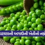early green peas farming 1