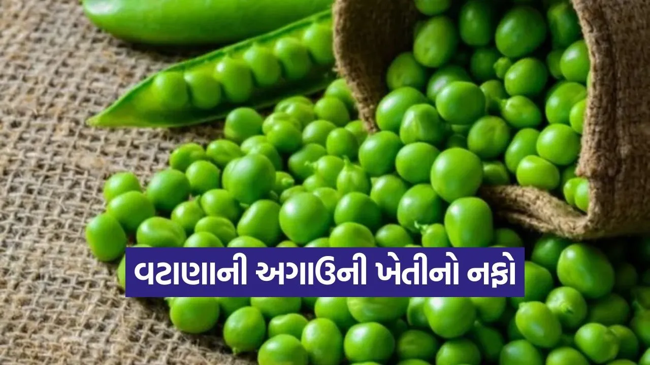 early green peas farming 1.jpg