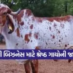 high milking cow breeds India 1