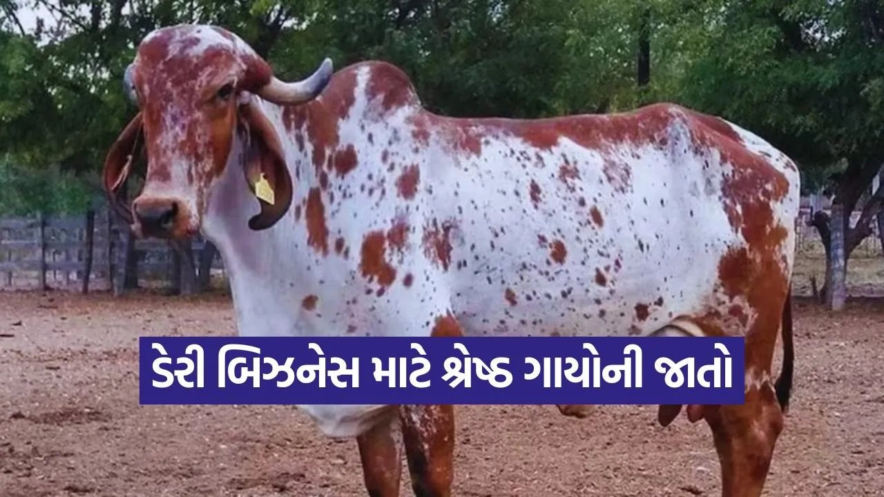 high milking cow breeds India 1.jpg