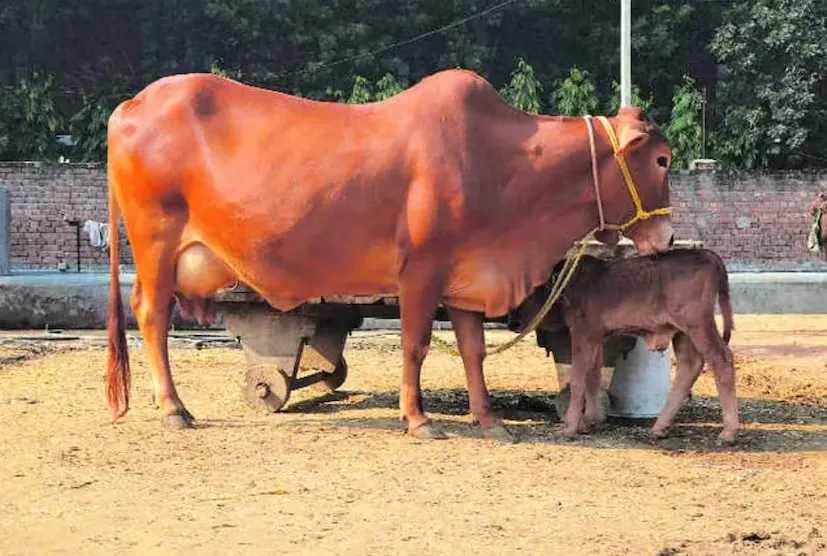 કુંડળીમાં સૂર્ય નબળો છે? રવિવારે આ સરળ આયુર્વેદિક અને આધ્યાત્મિક ઉપાયોથી મેળવો તેજસ્વી સંતાન 3 high milking cow breeds India 1.png
