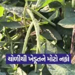 vegetable farming success 1