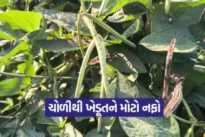 vegetable farming success 1