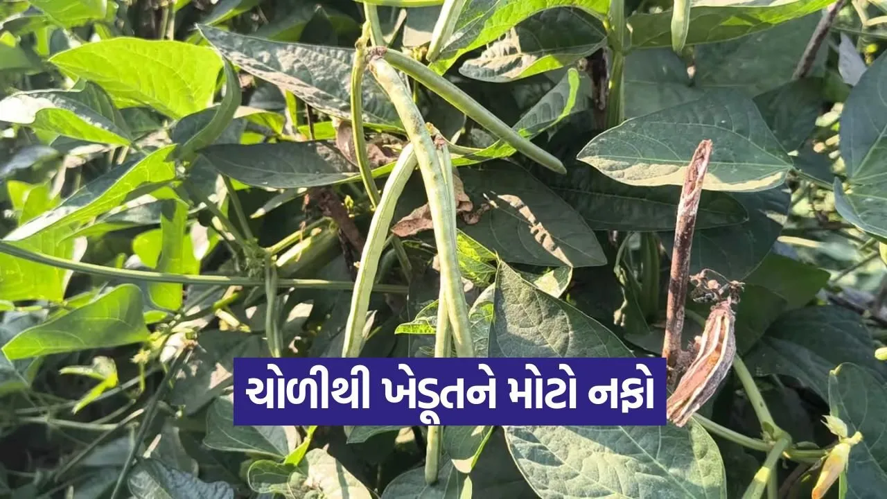vegetable farming success 1.jpg