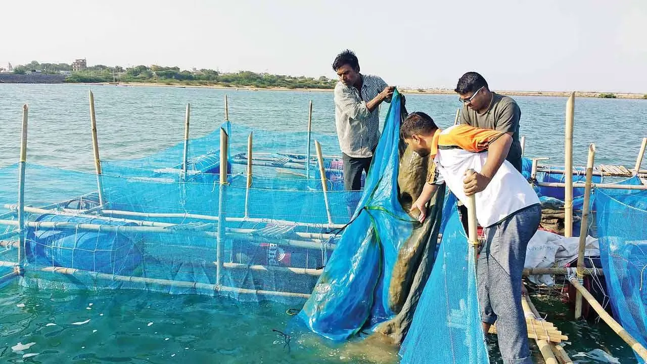 વધતા દરિયાઈ ઉત્પાદનમાં ગુજરાતની ઐતિહાસિક વૃદ્ધિ અને ભવિષ્ય માટેના મોટા લક્ષ્યાંકો 3 Gujarat marine economy growth 2.png