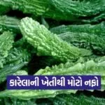 Bitter Gourd Farming Profit 1