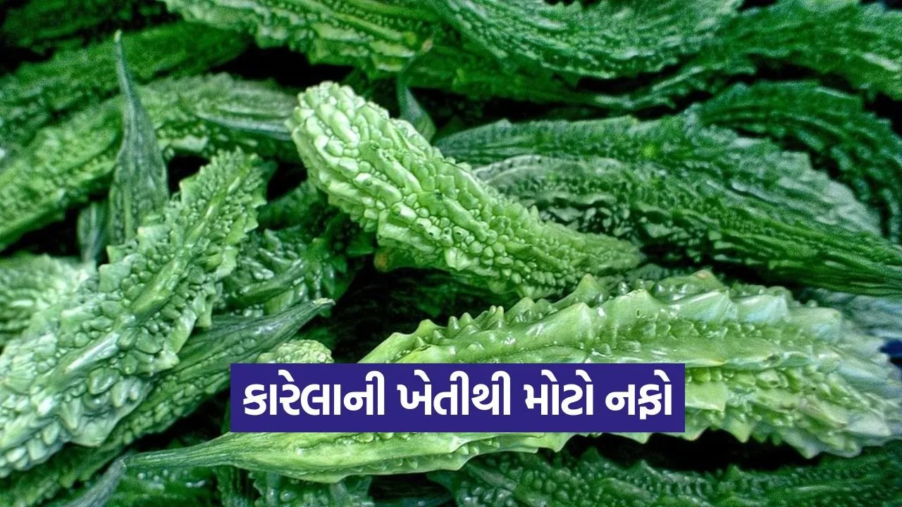Bitter Gourd Farming Profit 1.jpg