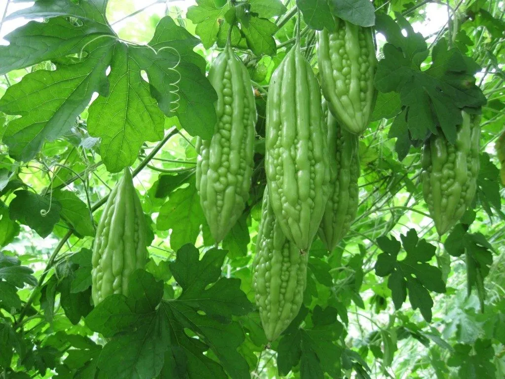 શિયાળામાં કારેલાની વધતી માંગથી ખેડૂતોની કમાણીમાં ઉછાળો, રોજના હજારો રૂપિયાની આવક 2 Bitter Gourd Farming Profit 1.png