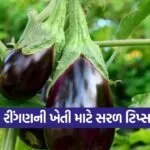 brinjal cultivation tips 1