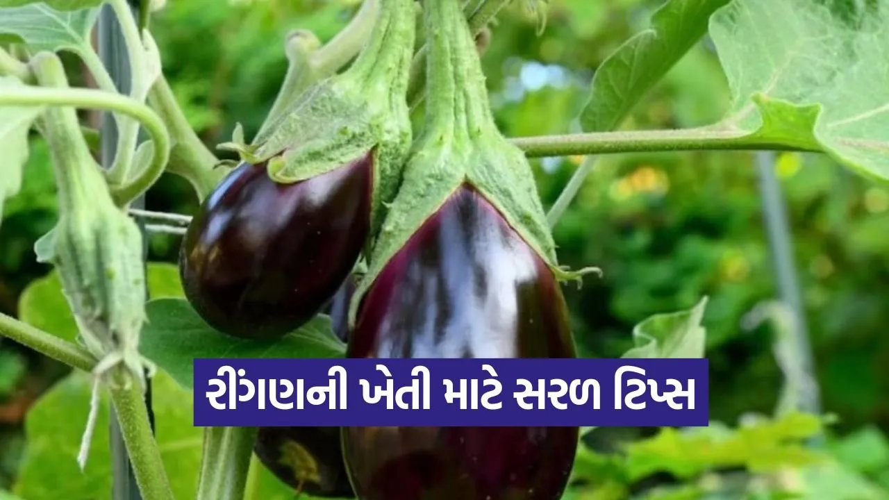 brinjal cultivation tips 1.jpg