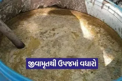 Jeevamrut farming method 1
