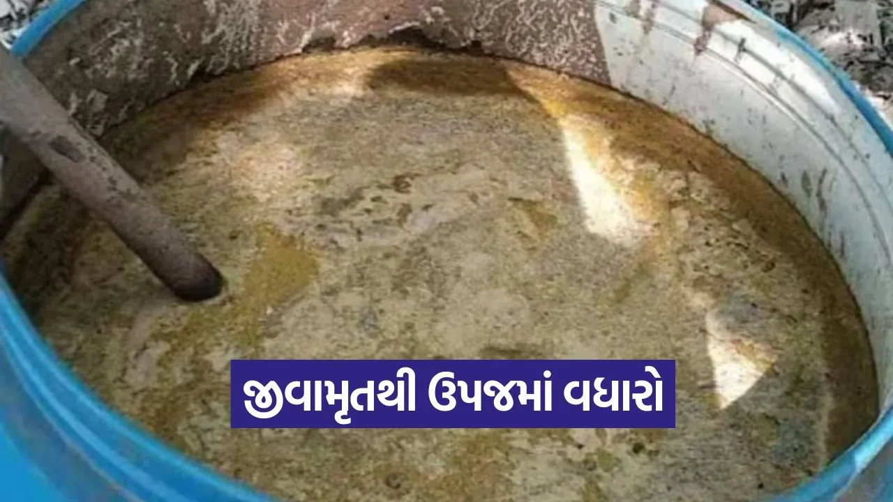 Jeevamrut farming method 1.jpg