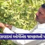 organic guava farming Surendranagar 1