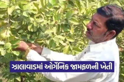 organic guava farming Surendranagar 1
