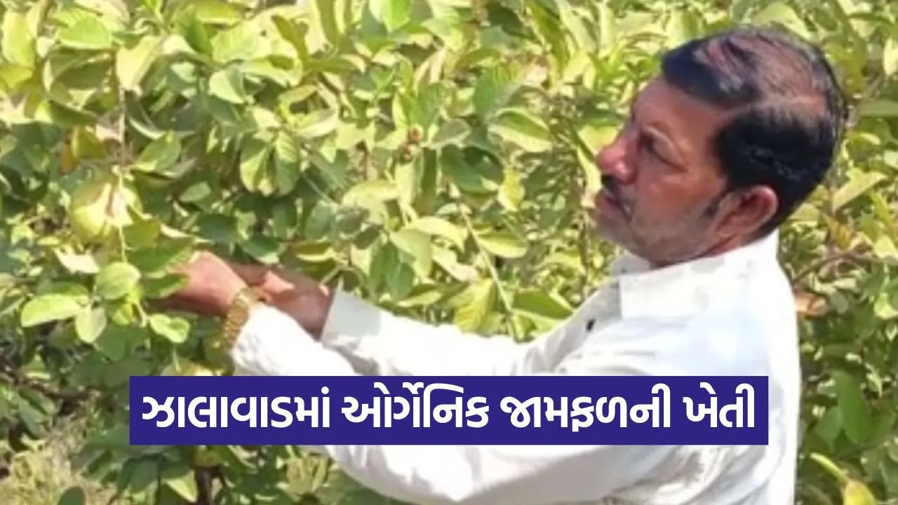 organic guava farming Surendranagar 1.jpg