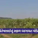 aravalli horticulture farming success 1