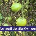 jesar tomato farming 1