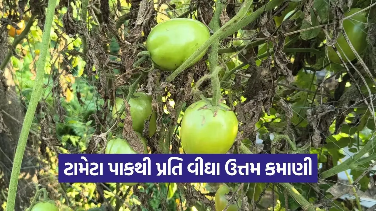 jesar tomato farming 1.jpg