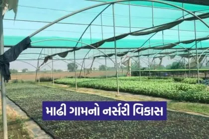 madhi nursery growth