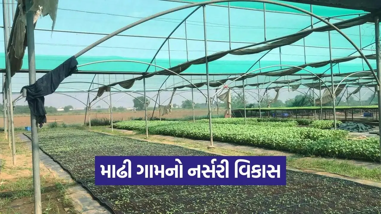 madhi nursery growth.jpg
