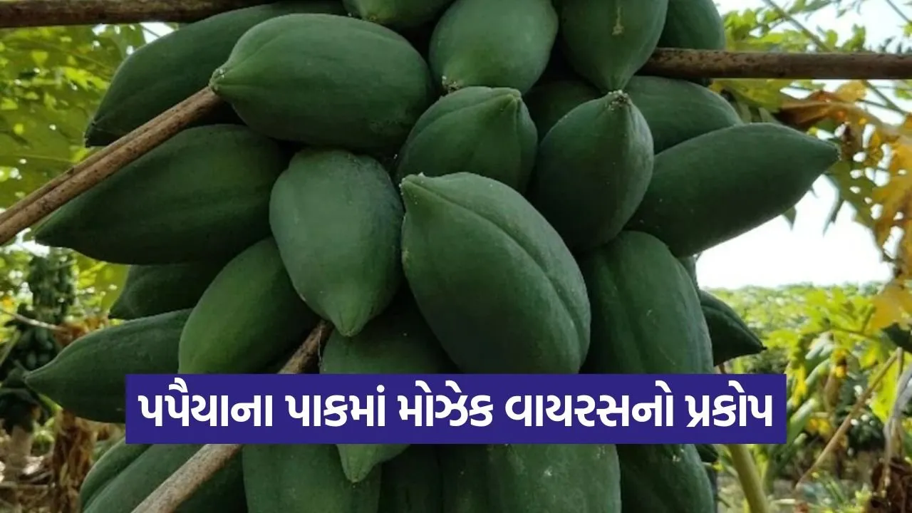 papaya mosaic virus control 1.jpg