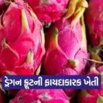 dragon fruit farming 1