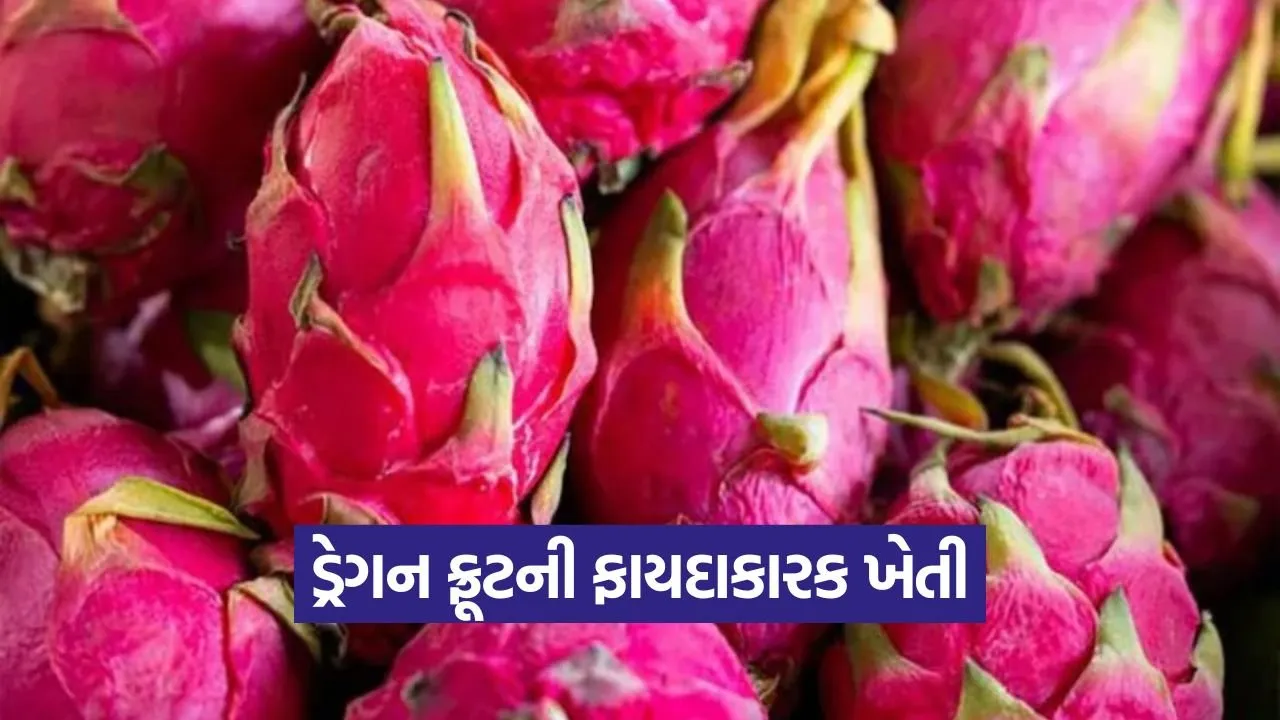 dragon fruit farming 1.jpg