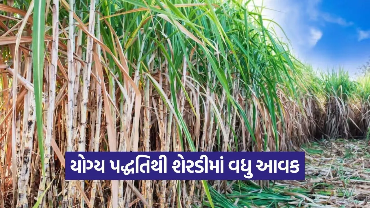 sugarcane farming 1.jpg