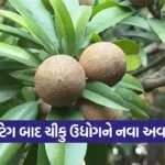 chikoo value addition south gujarat