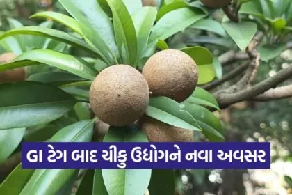 chikoo value addition south gujarat