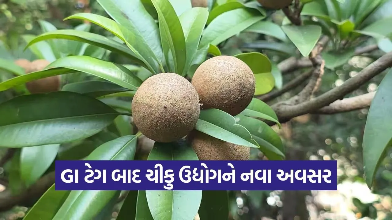 chikoo value addition south gujarat.jpg