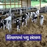 winter care dairy animals 1