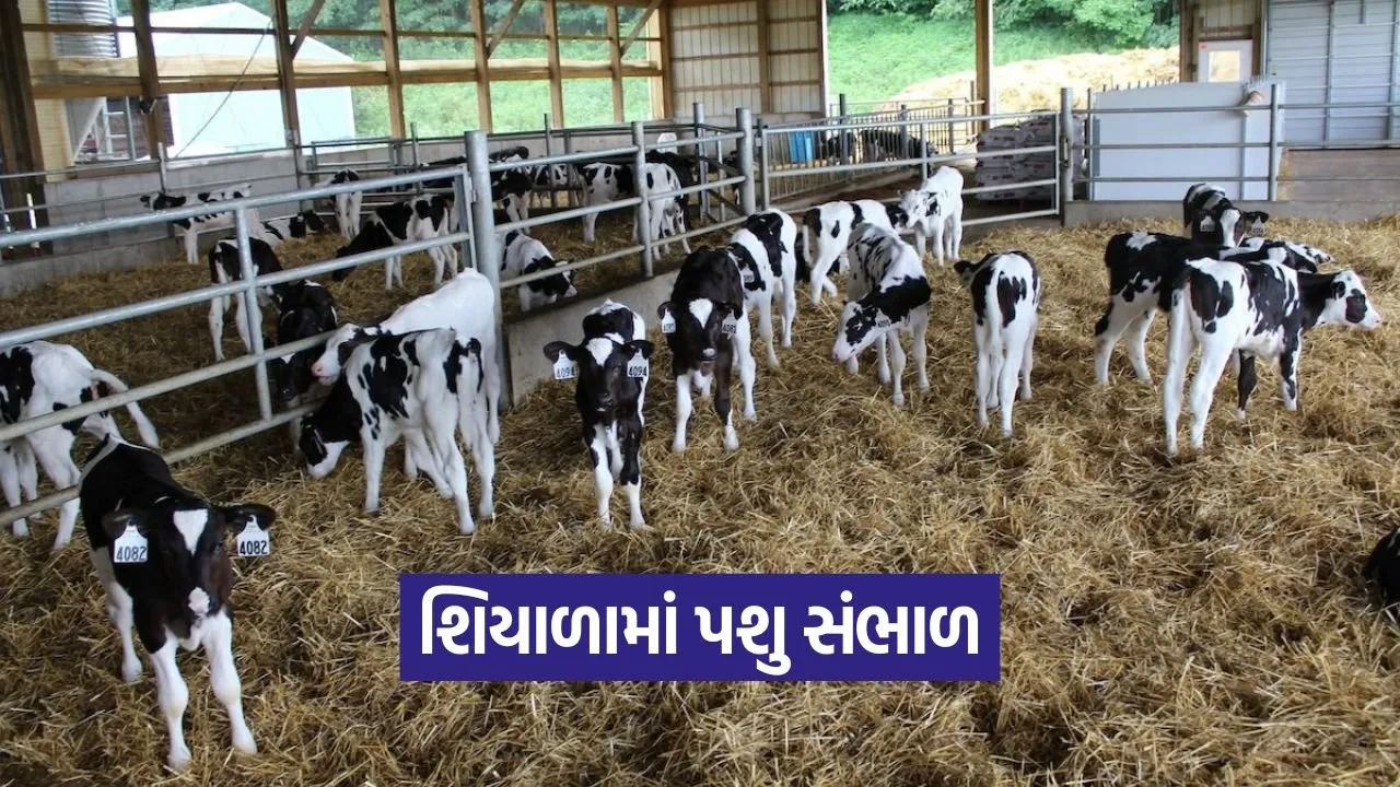 winter care dairy animals 1.jpg