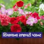 winter flowering plants 1