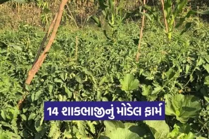 Natural farming Gujarat model 1