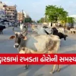 Dwarka stray cattle issue 1