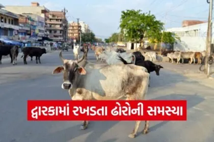 Dwarka stray cattle issue 1