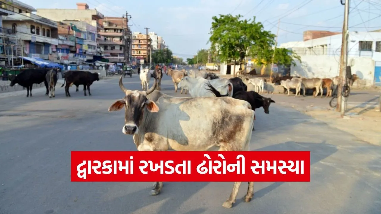 Dwarka stray cattle issue 1.jpg