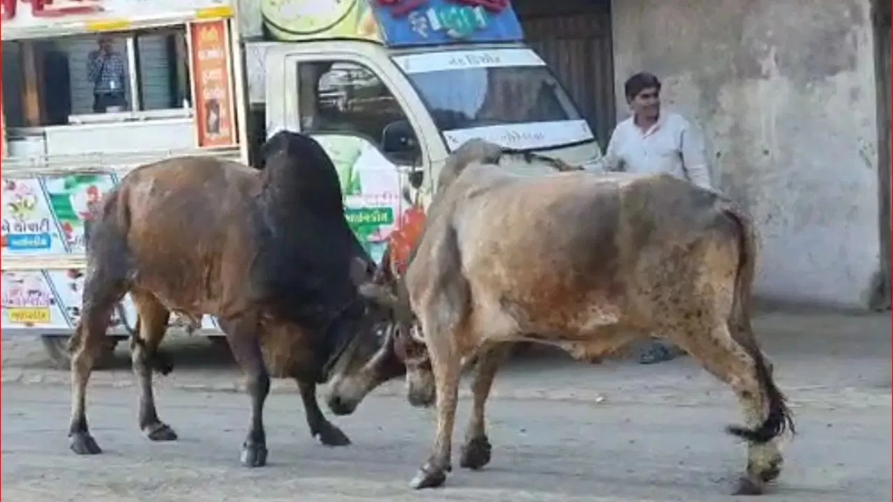 રખડતા ઢોરોના હુમલાઓથી યાત્રાધામમાં ભય: હાઈકોર્ટની નોંધ બાદ જવાબદારીનો સવાલ 3 Dwarka stray cattle issue 2.png