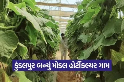 kundalpur hi tech farming model 1