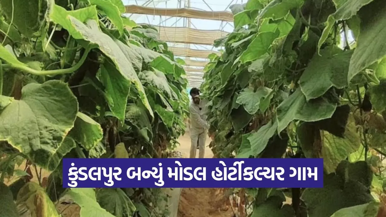 kundalpur hi tech farming model 1.jpg
