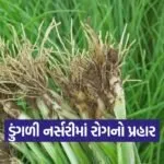 onion nursery disease damping off 1