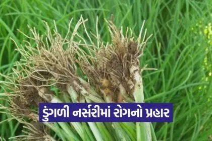 onion nursery disease damping off 1