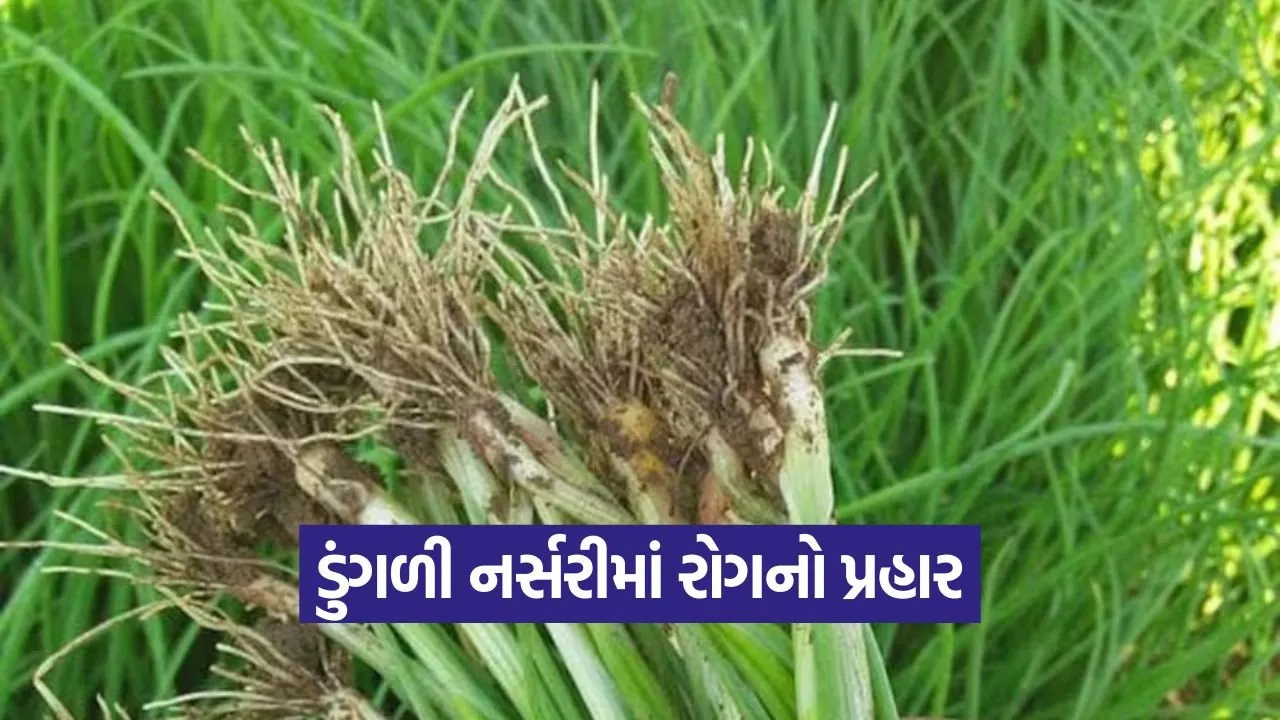 onion nursery disease damping off 1.jpg