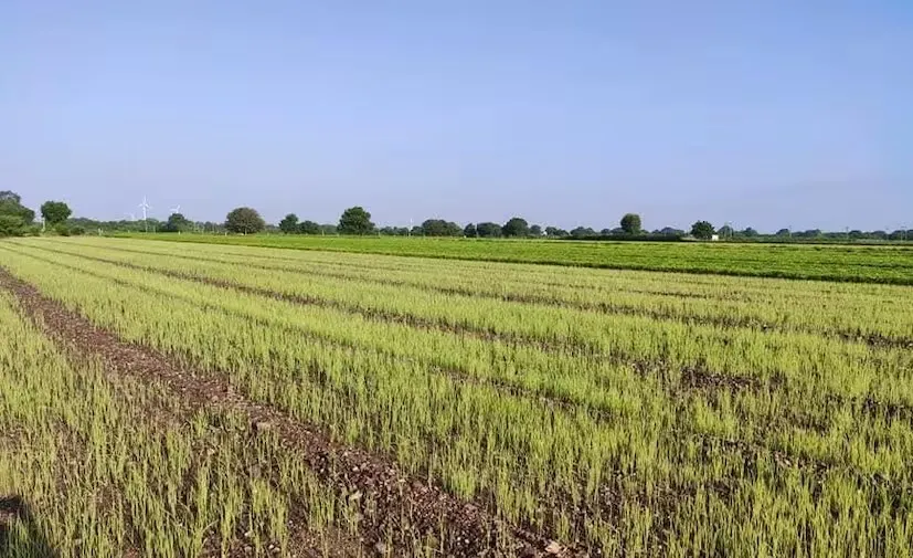 નર્સરીમાં ‘ડેમ્પિંગ ઓફ’ રોગનો પ્રહાર, ડુંગળીના છોડ દિવસોમાં સુકાઈ જવાના કેસ વધી રહ્યા 3 onion nursery disease damping off 2.png