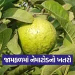 guava nematode disease cure 1