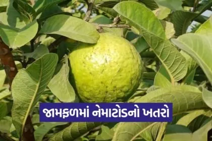 guava nematode disease cure 1
