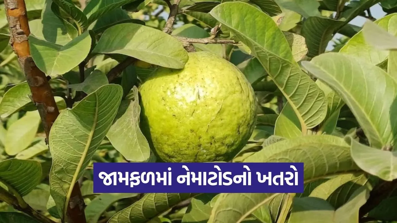guava nematode disease cure 1.jpg